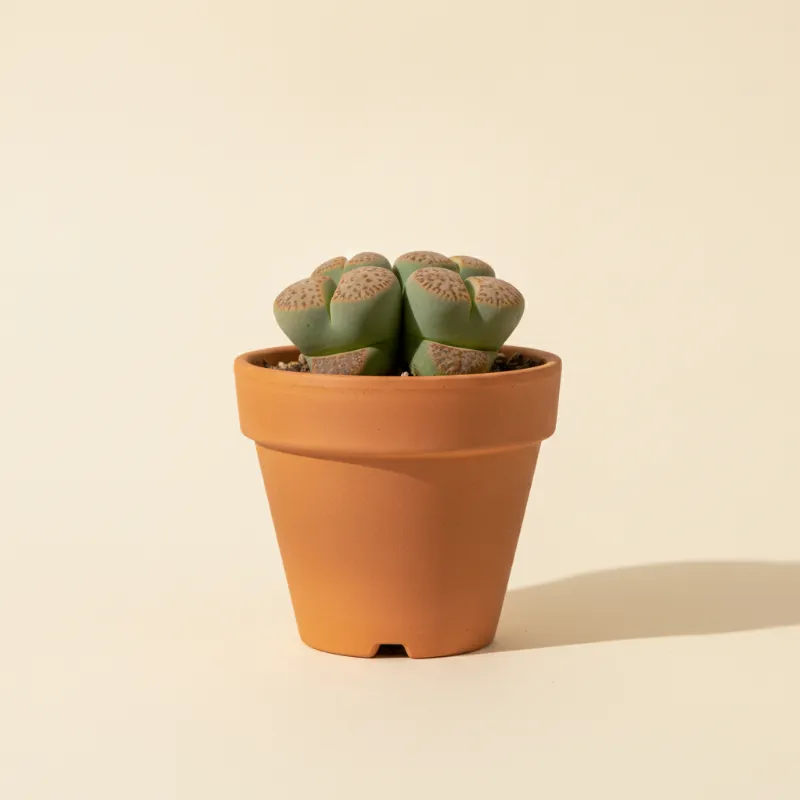 Conophytum obcordellum (illustratie)