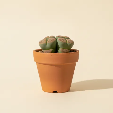 Conophytum obcordellum