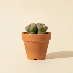 Conophytum obcordellum