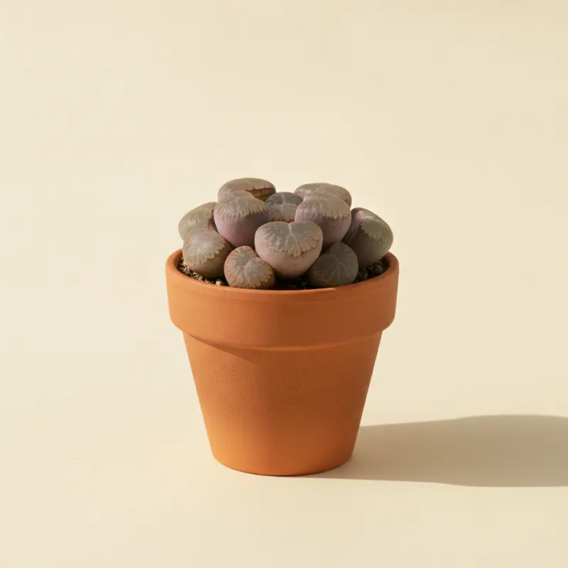 Conophytum pellucidum (illustratie)