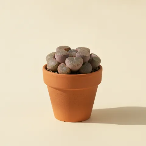 Conophytum pellucidum