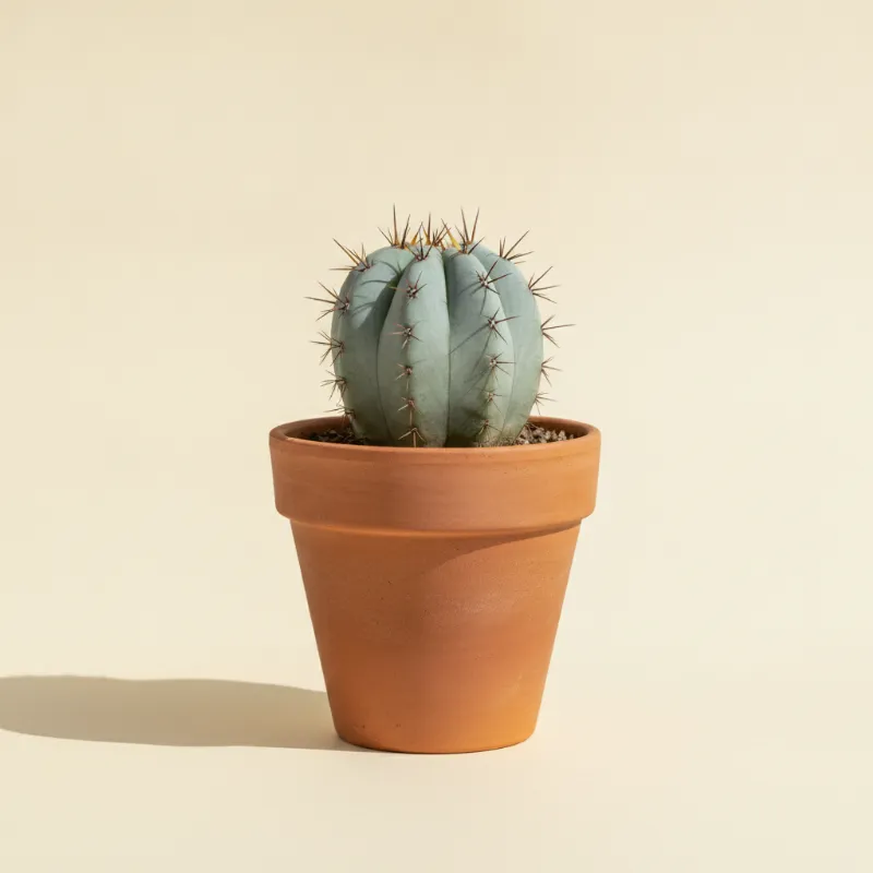 Copiapoa cinerea (illustratie)