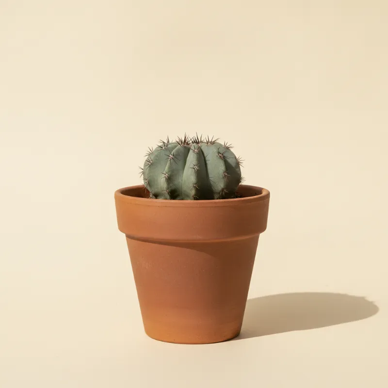 Copiapoa humilis (illustratie)