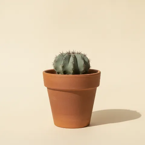 Copiapoa humilis