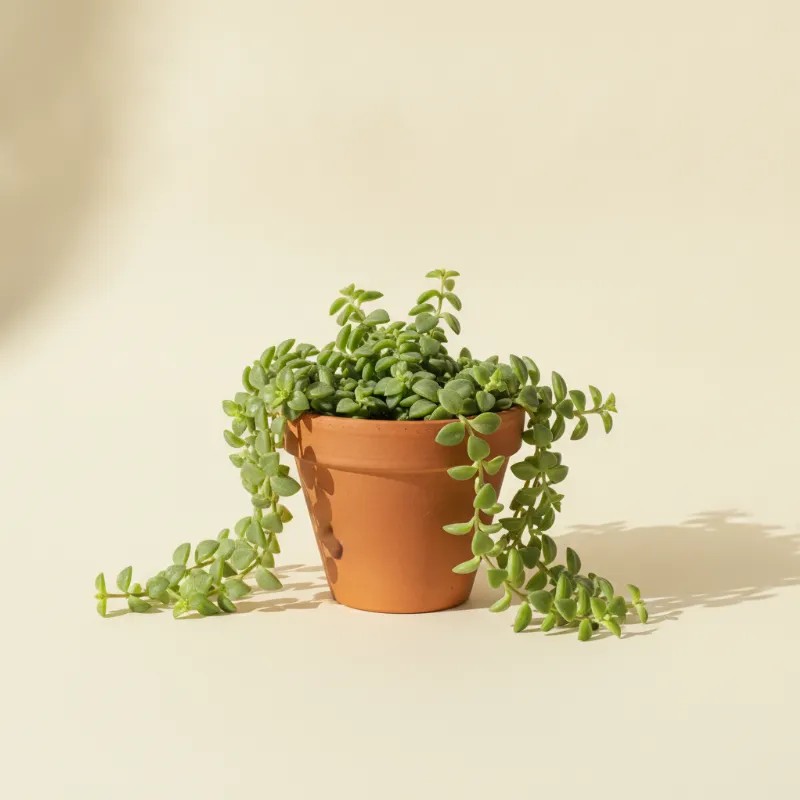 Cremnophila linguifolia (illustratie)