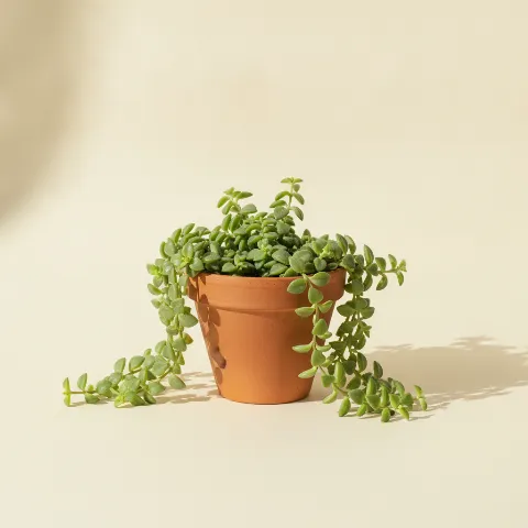 Cremnophila linguifolia