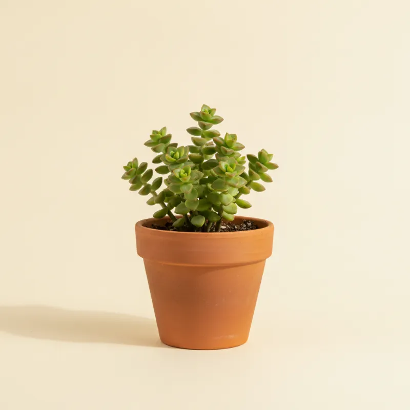 Jadeplant — Crassula 'Baby Necklace' (illustratie)