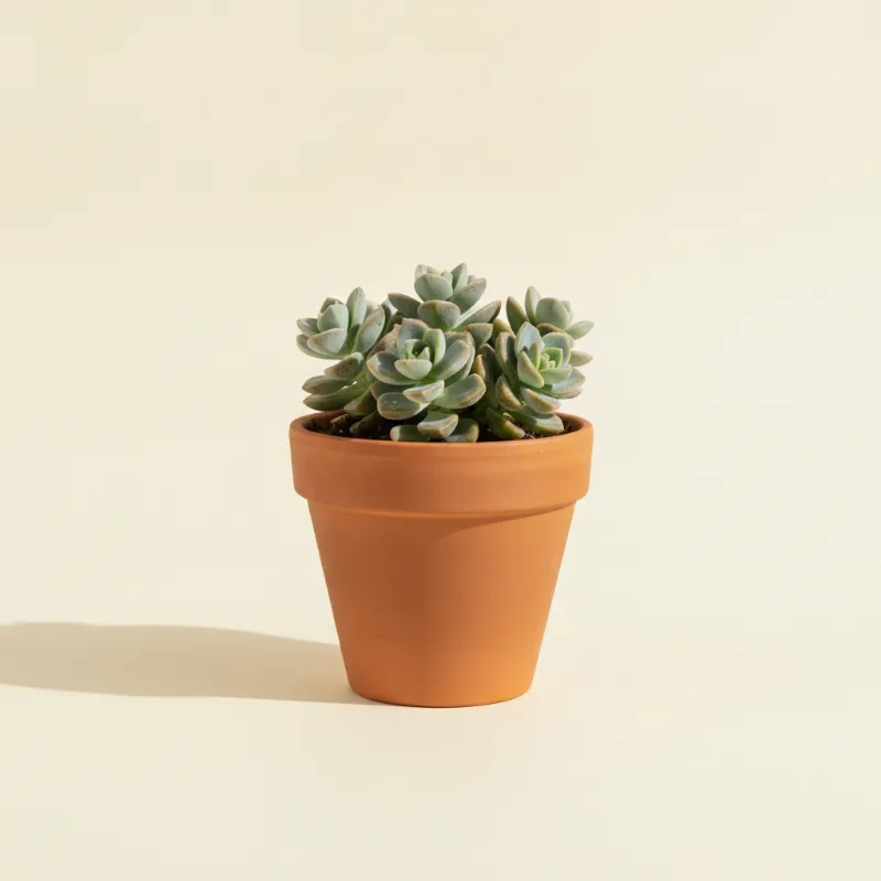 Jadeplant — Crassula 'Morgan' (illustratie)