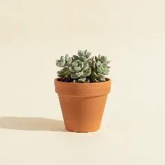 Jadeplant