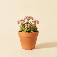 Jadeplant