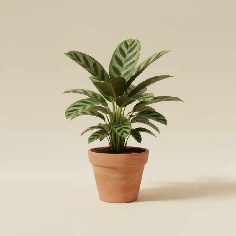 Calathea — Calathea 'Flamestar' (illustratie)