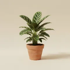 Calathea