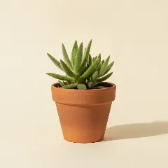 Jadeplant