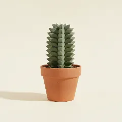 Jadeplant