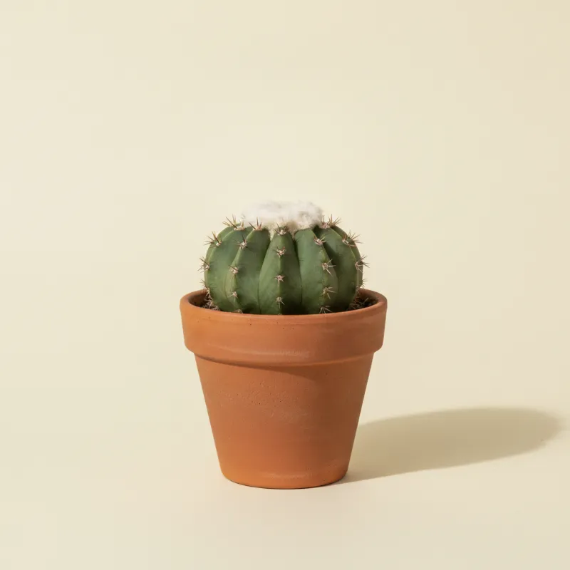 Discocactus horstii (illustratie)