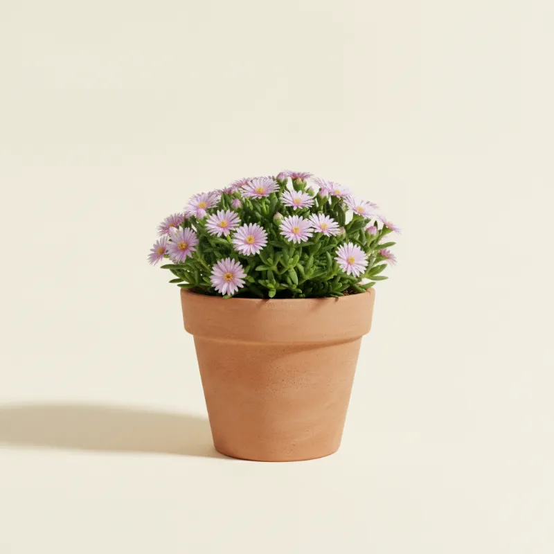 Drosanthemum floribundum (illustratie)