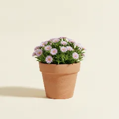 Drosanthemum floribundum