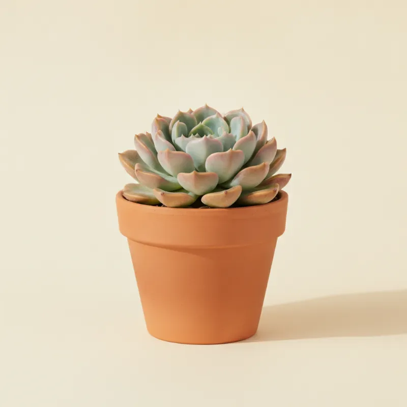 Echeveria — Echeveria 'Akaihosi' (illustratie)