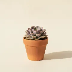 Echeveria