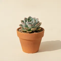 Echeveria