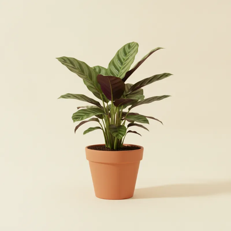 Calathea — Calathea lancifolia 'Insigne' (illustratie)