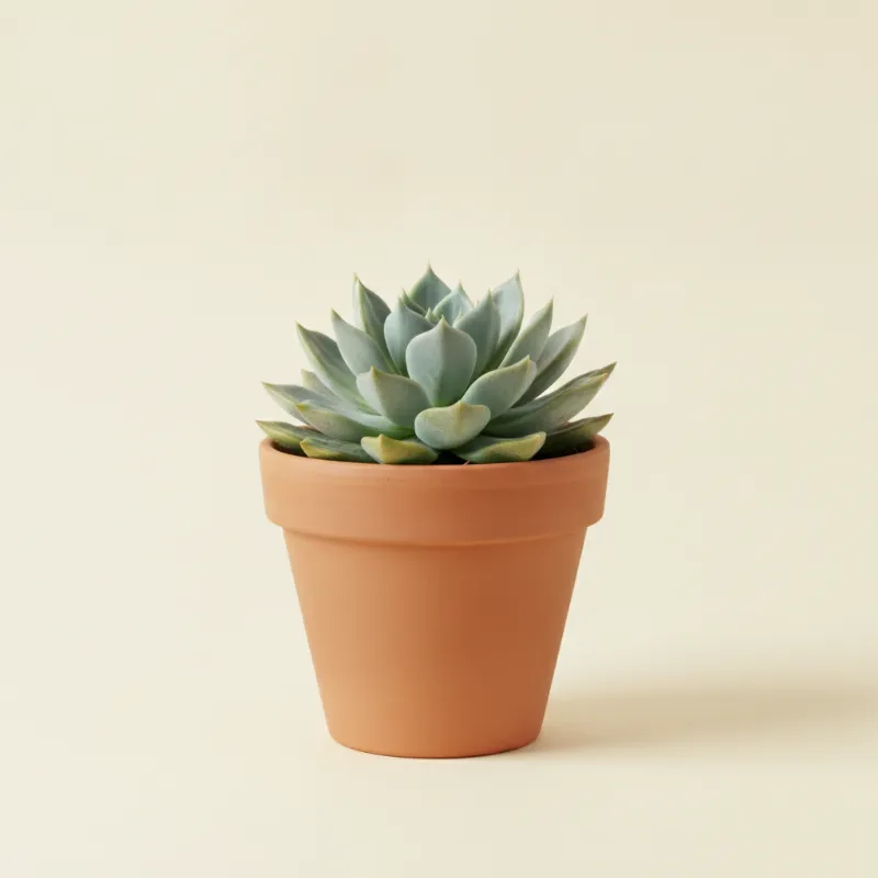 Echeveria — Echeveria 'Blue Atoll' (illustratie)