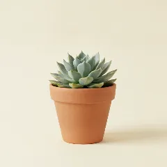 Echeveria