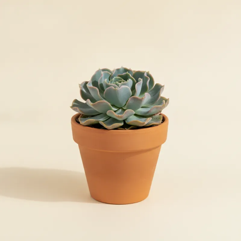 Echeveria — Echeveria 'Blue Curls' (illustratie)