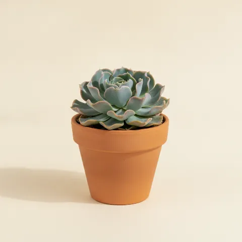 Echeveria