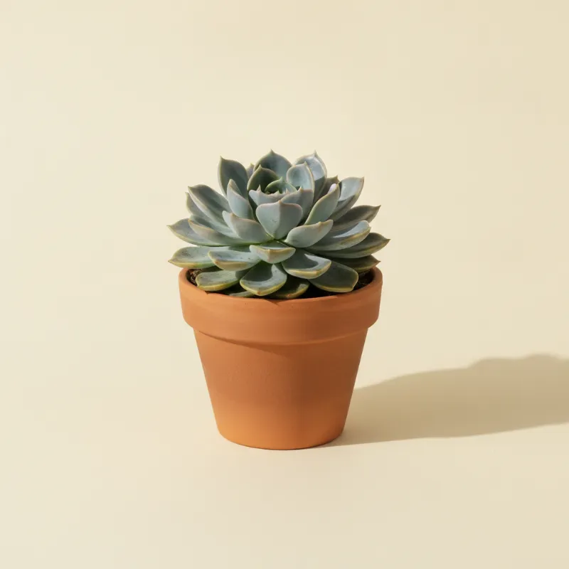 Echeveria — Echeveria 'Blue Metal' (illustratie)