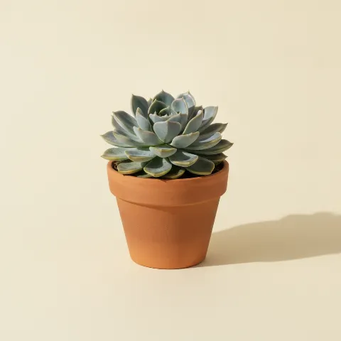Echeveria