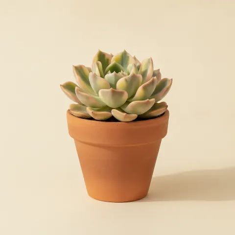 Echeveria