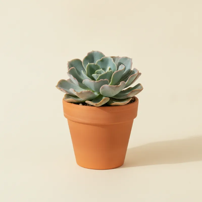 Echeveria — Echeveria 'Cante' (illustratie)