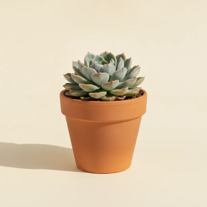 Echeveria — Echeveria 'Chihuahuaensis' (illustratie)