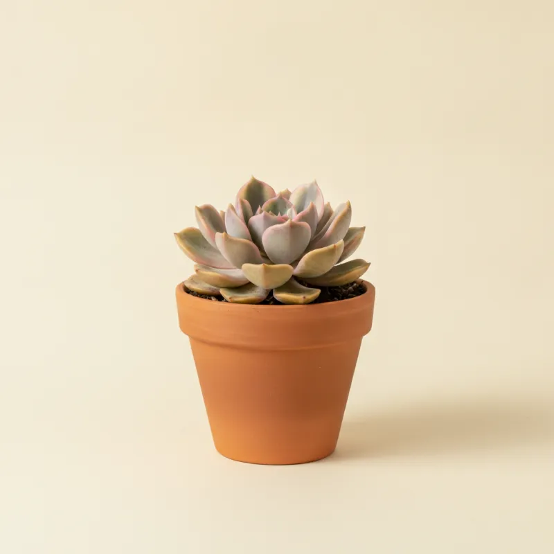Echeveria — Echeveria 'Compton Carousel' (illustratie)