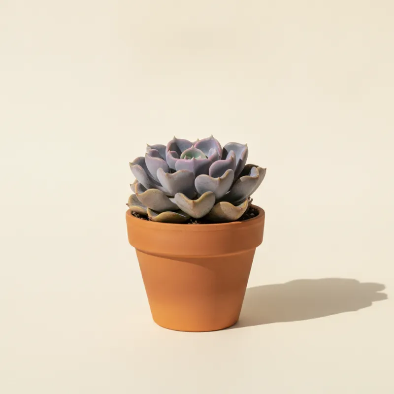 Echeveria — Echeveria 'Cubic Frost' (illustratie)