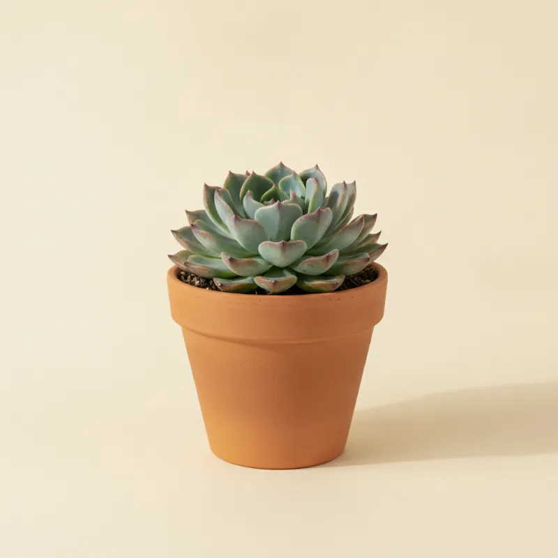 Echeveria — Echeveria 'Dionysos' (illustratie)