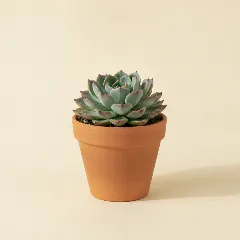 Echeveria