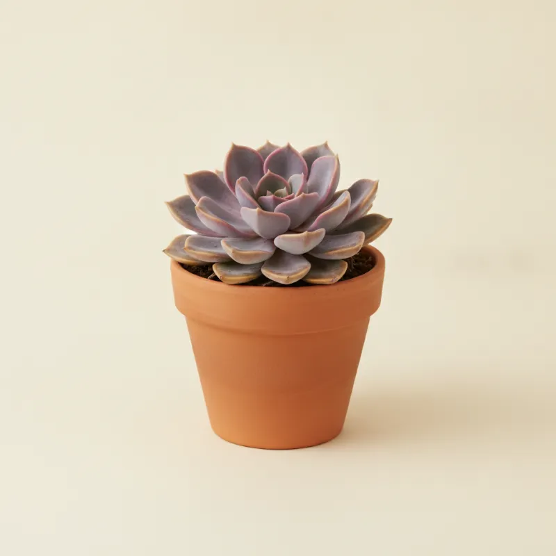 Echeveria — Echeveria 'Dusty Rose' (illustratie)
