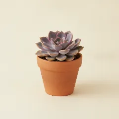 Echeveria