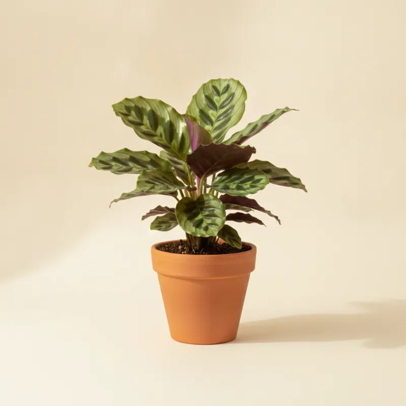 Calathea — Calathea makoyana (illustratie)