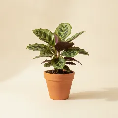 Calathea
