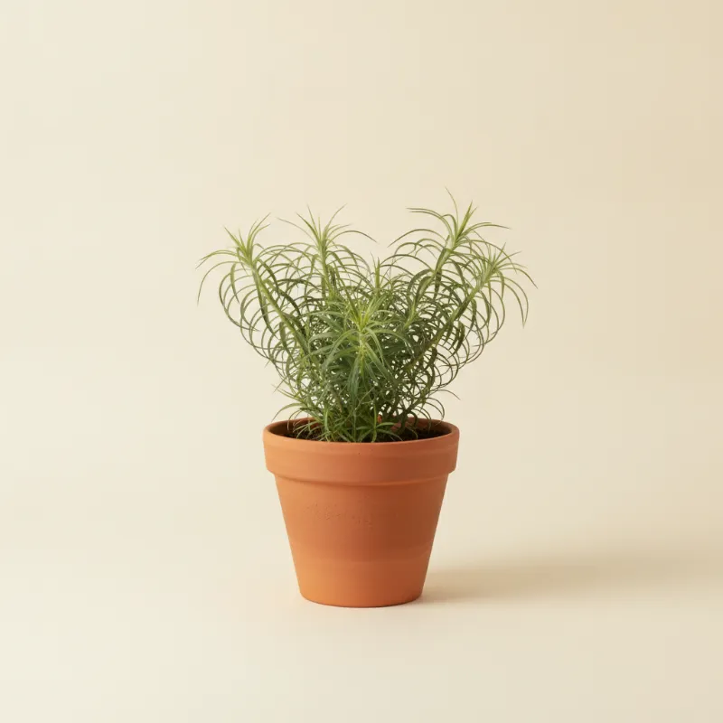 Agave — Agave geminiflora (illustratie)