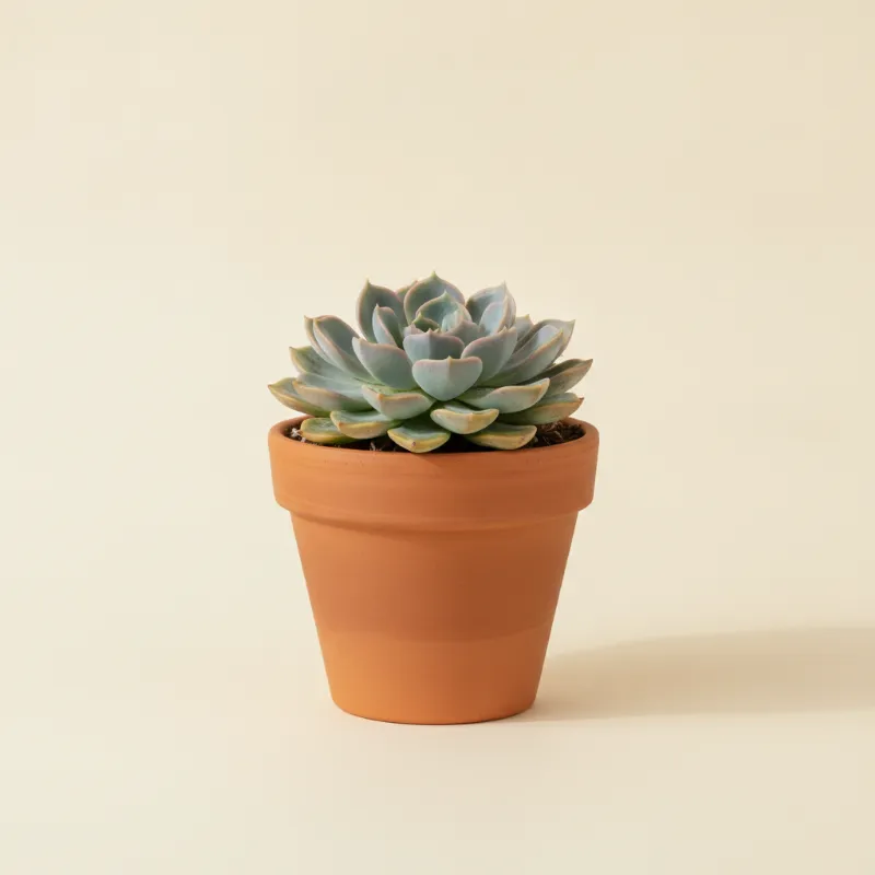 Echeveria — Echeveria 'Galaxy Blue' (illustratie)