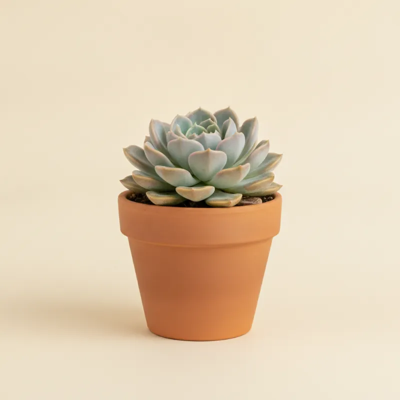 Echeveria — Echeveria 'Ghost Buster' (illustratie)