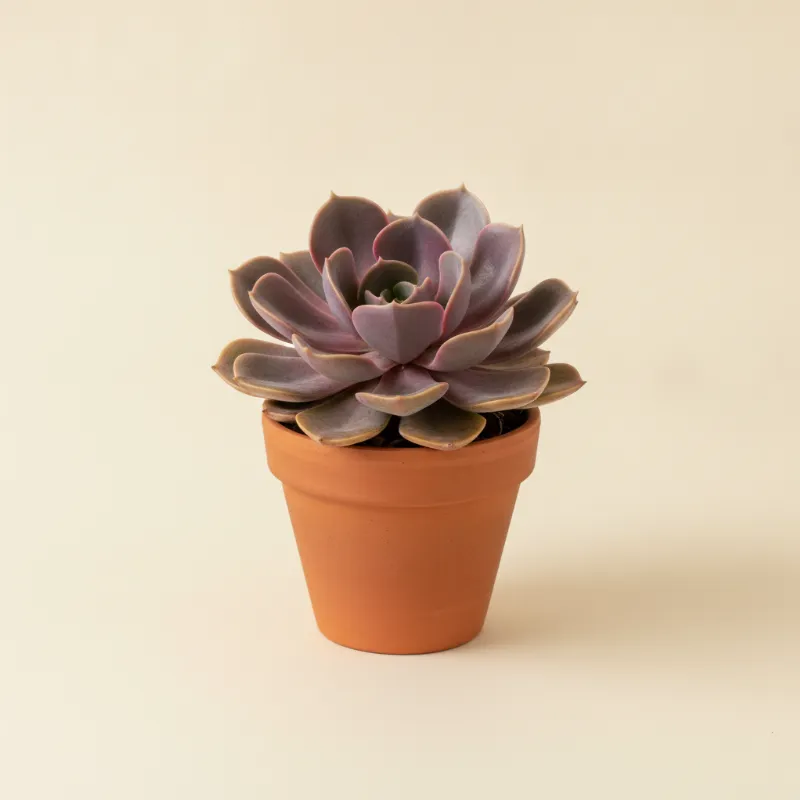 Echeveria — Echeveria 'Gibbiflora Metallica' (illustratie)