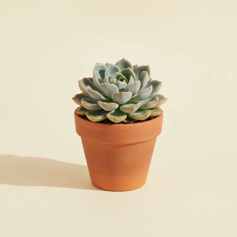 Echeveria — Echeveria 'Hercules' (illustratie)