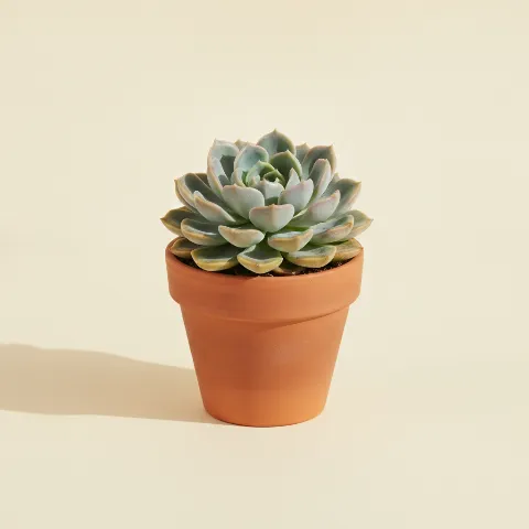 Echeveria