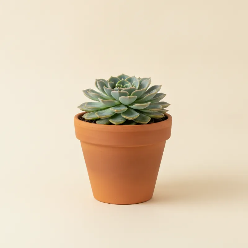 Echeveria — Echeveria 'Imbricata' (illustratie)