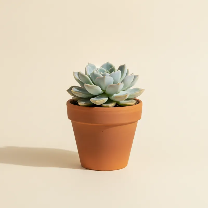 Echeveria — Echeveria 'Laui' (illustratie)